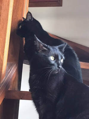 2 chats noirs sur un escalier en bois